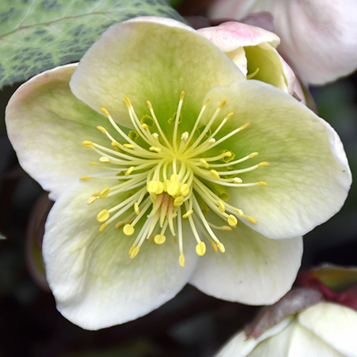 Helleborus 'Winter Moonbeam'
