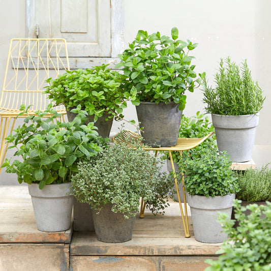 Herb Mix - 14cm