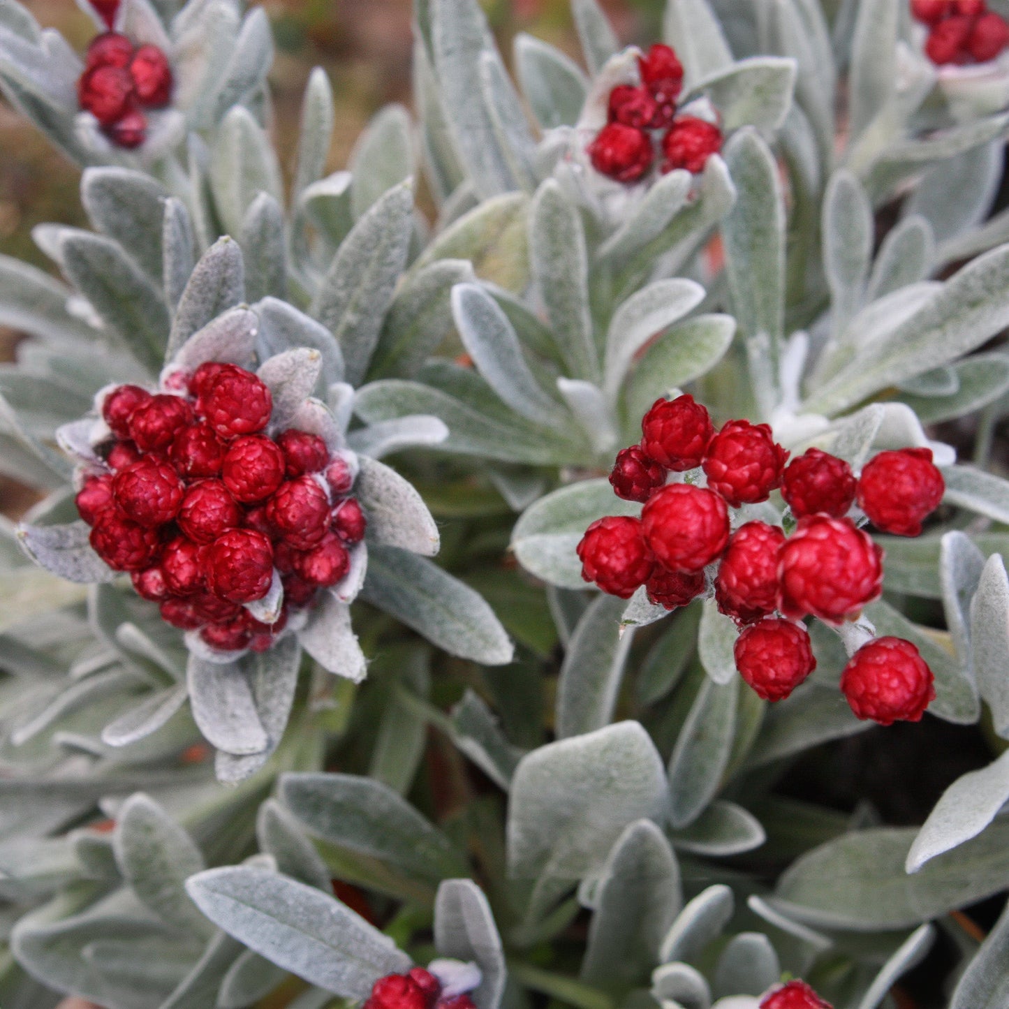 Helichrysum 'Red Jewel'