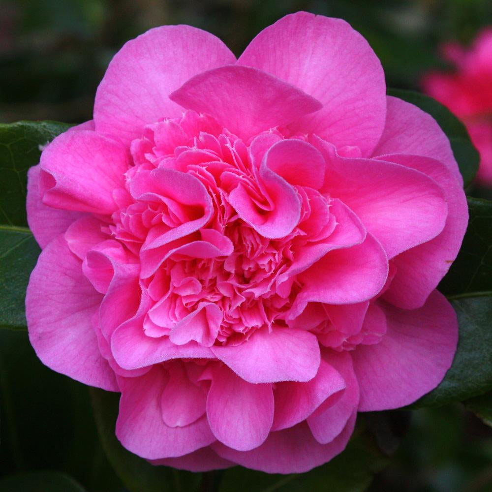 Camellia 'Debbie'
