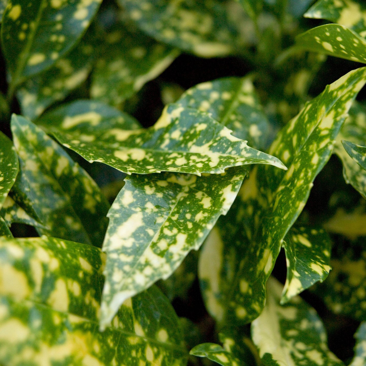 Aucuba 'Marmorata'