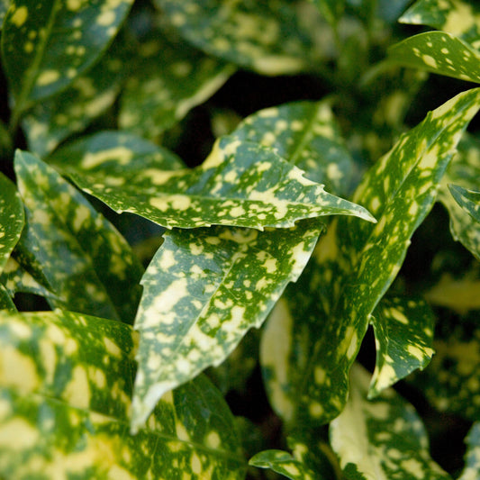 Aucuba 'Marmorata'