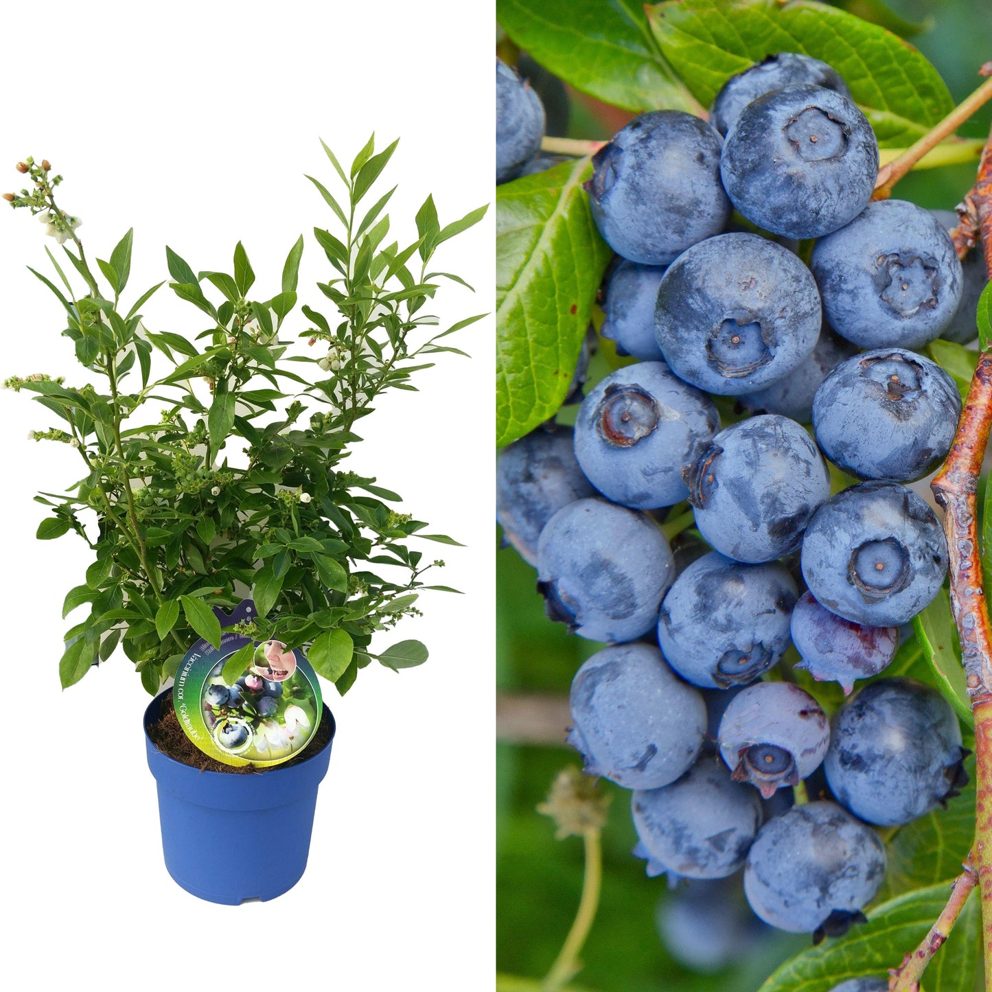 Blueberry 'Vaccinium corymbosum'