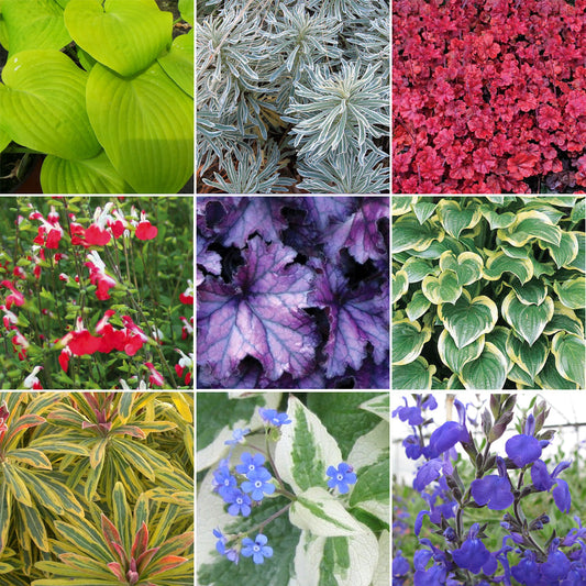 Herbaceous Mix