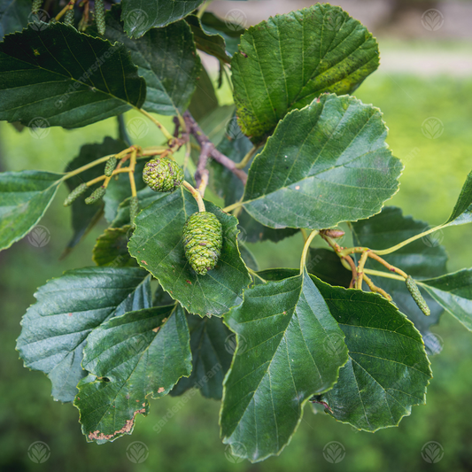 Alnus 'Imperialis'