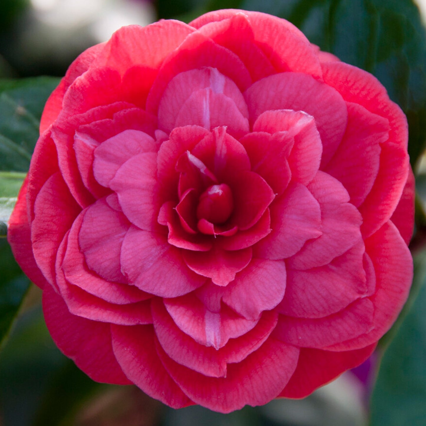 Camellia 'Princess Baciocchi'